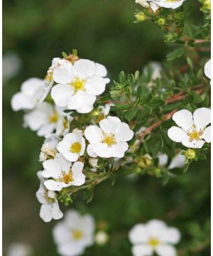 Potentilla fruticosa Abbotswood