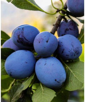 Prunus japonica Black Amber