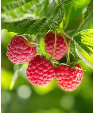 Raspberry Sweet Sunshine