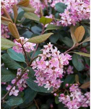 Rhaphiolepis Pink Cloud