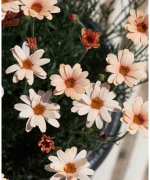 Rhodanthemum hosmariense Zagora Orange