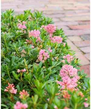 Rhododendron Bloombux Magenta