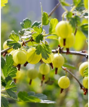 Ribes uva-crispa Hinnonmaki Green