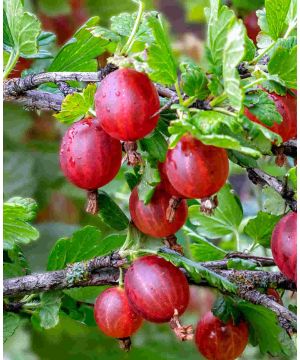 Ribes uva-crispa Hinnonmaki Red