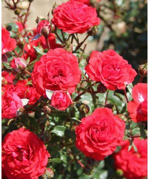 Rose Dwarf Fairy Red