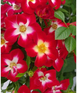 Rosa Everglow Ruby