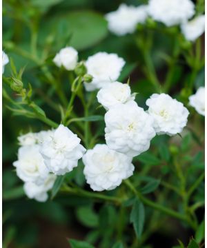 Rosa Fairy White