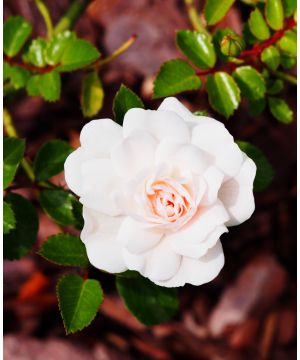 Rose Sea Foam White