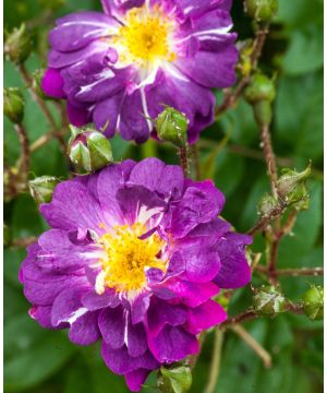 Rosa 'Veilchenblau'