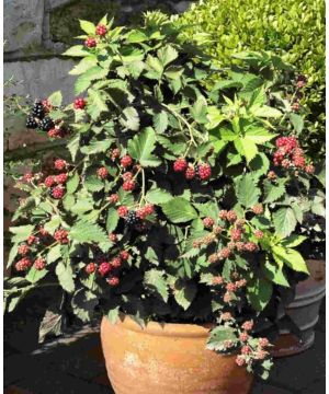 Rubus fruticosus Tiny Black