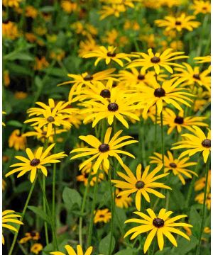 Rudbeckia fulgida var sullivantii 'Goldsturm'