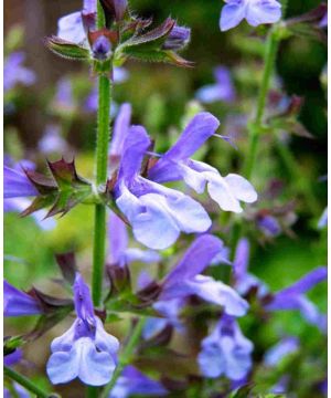 Salvia ulignosa African Skies