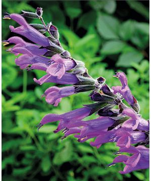 Salvia Amigo
