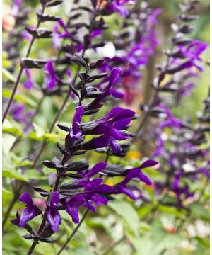 Salvia Amistad