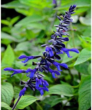Salvia Animo