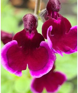 Salvia x jamensis 'Blackberry Ripple'