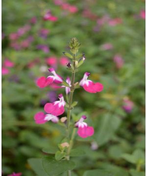 Salvia Cherry Lips