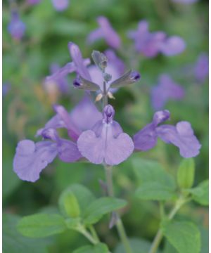 Salvia Cool Violet