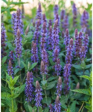 Salvia nemorosa East Friesland