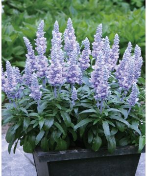 Salvia farinacea Farina Silver Blue