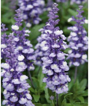 Salvia farinacea Arctic Blue