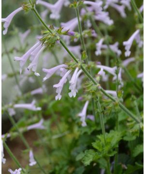 Salvia Good Hope
