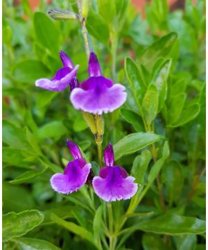 Salvia Oriental Dove