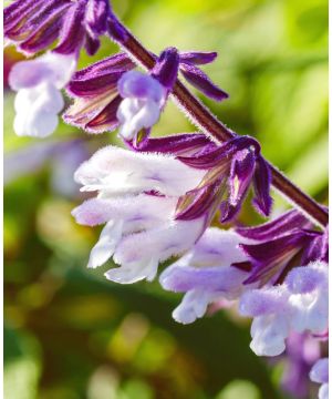 Salvia Phyllis Fancy