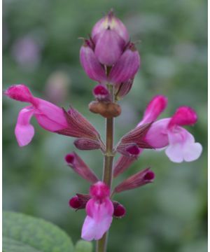 Salvia Pink Mulberry