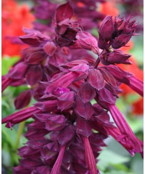 Salvia splendens Go Go Purple