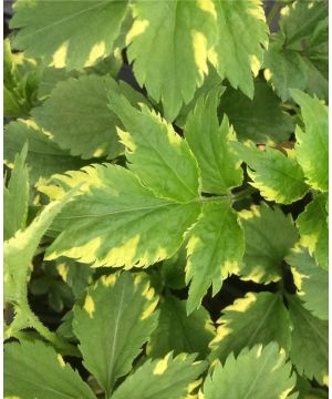 Sambucus Gold Spark