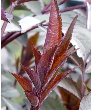 Sambucus Milk Chocolate