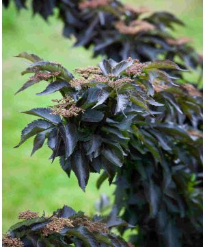 Sambucus nigra Black Tower