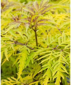 Sambucus racemosa Sutherland Gold