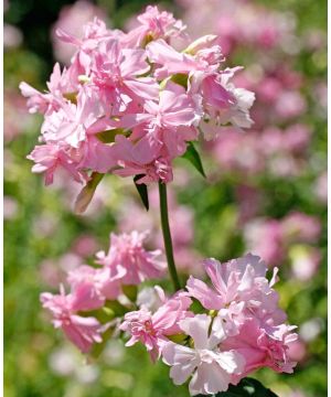 Saponaria officinalis 9cm pot