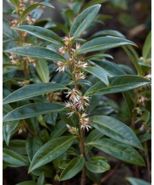 Sarcococca confusa