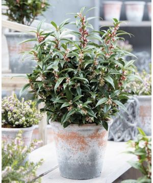 Sarcococca hookeriana 'Winter Gem' 