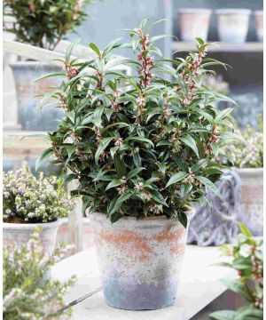 Sarcococca Winter Gem