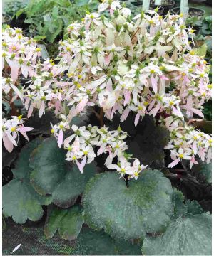 Saxifraga fortunei Sibyll Trelawney 