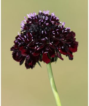 Scabiosa atropurpurea Black Knight 