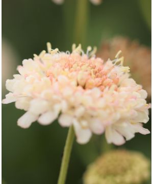 Scabiosa atropurpurea Fata Morgana