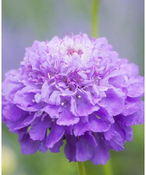 Scabiosa atropurpurea Oxford Blue