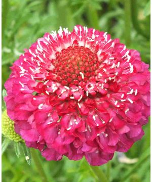 Scabiosa Scoop Raspberry