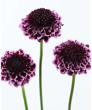 Scabious Focal Scoop Dark Purple 