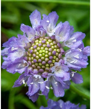 Scabiosa Focal Scoop Lilac