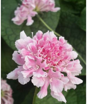 Scabiosa Scoop Marshmallow