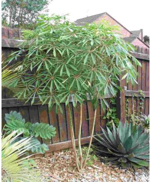 Schefflera taiwaniana