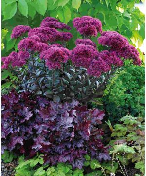 Hylotelephium Peach Pearls Thunderhead