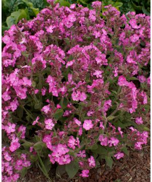 Silene dioica Rollies Favourite