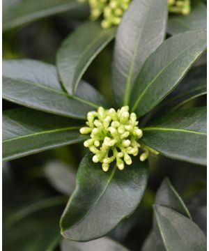 Skimmia japonica Fragrant Cloud